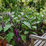 Purple Eggplant Live Plant, 4 Inch Pot