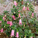 Pink Fuchsia Flower Plant Live, Vibrant Flower, 4-8 Inch Tall in 5 Inch Pot