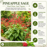 Pineapple Salvia Sage Live Plant, Bloom Plant, 4-7 Inch Tall