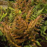 Autumn Fern Live Plant in 2 Inch Pot, Fern Plant 3-5" Tall