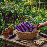 Purple Eggplant Vegetable Live Plant, Vegetable Plant, 4 Inch Pot