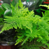 Asparagus Fern Live Plant, Houseplant, 4-8 Inch Tall, 4 Inch Pot