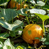 Live Pumpkin Plant, Pumpkin Plant Live 4-7" Tall
