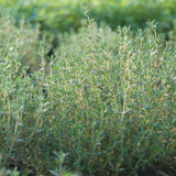 Live Common Thyme Plant, Culinary Thyme Herb Plant