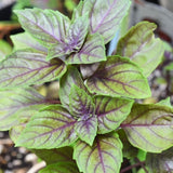 2 African Blue Basil Live Plants, Fresh Herb Seedling, 3-4 Inch Tall