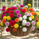 4 Mixed Portulaca Live Plants, Patio Container Plant, 3-5 Inch Tall