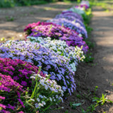 3500 Mix Creeping Thyme Seeds to Plant, Raised Bed Garden Seeds