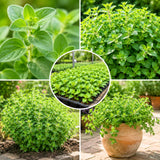Oregano Herb Live Plant, Garden Herb Plant, 4-6 Inch Tall, 3.5 Inch Pot
