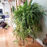 Live Variegated Curly Spider Plant