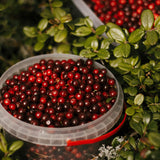Cranberry Hibiscus Plant Live, Outdoor Garden Plant, 3-5 Inch Tall
