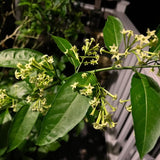 White Night Blooming Jasmine Flower Live Plant, Flower Vine, 4-6 Inch Tall