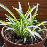 Variegated Spider Plant Live, Indoor Houseplant, 4-6 Inch Tall