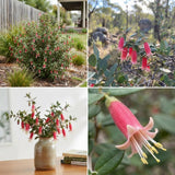 Red Fuchsia Flower Plant Live, Fuchsia Plant, 4-8 Inch Tall, 5 Inch Pot