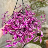 Pink Wandering Jew Live Plant, Desk Shelf Plant, 3-5 Inch Tall, 3 Inch Pot
