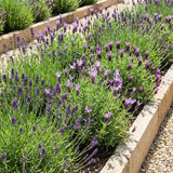 2 Mixed Lavender Plants, 4-8" Tall