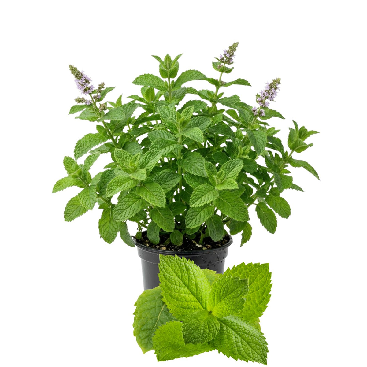 Mojito Mint Live Plant, Indoor Outdoor Herb Plant, 3-5 Inch Tall