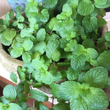 Peppermint Plant 3-5 Inch Tall for Container Herb Gardening