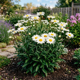 White Daisy Live Plant, Perennial Flower Plant, 3-5 Inch Tall, 3 Inch Pot
