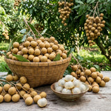 Longan Live Plant, Indoor Outdoor Fruit Tree, 8-10 Inch Tall, 4 Inch Pot