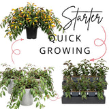 2 Lipstick Plants Live, Trailing Houseplant, 2 Inch Pot