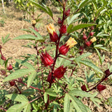 100 Roselle Seeds, Seeds for Planting