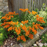 2 Orange Milkweed Live Plants, 3-6 Inch Tall