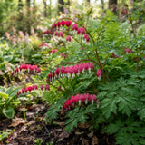 2 Red Purple Bleeding Heart Vine Live Plants, Flower Plant, 5-7 Inch Tall