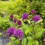 Set of 2 Purple Milkweed Live Plant 4-6" Tall