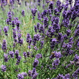 2 Mixed Lavender Plants, 4-8" Tall