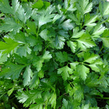 Parsley Plant Live, Garden Herb Plant, 4-6 Inch Tall, 4 Inch Pot