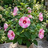 2 White Hibiscus Bushes Live Plants, Vibrant Bloom Plant, 7-9 Inch Tall