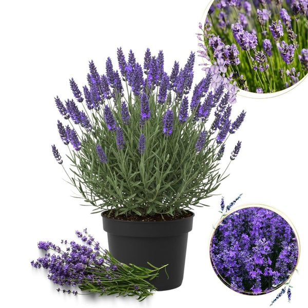 Lavender Live Plant 4 Inch Pot
