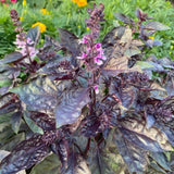 Dark Purple Basil 3-5" Tall, Basil Herb Plant in Pot