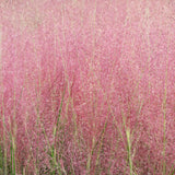 3 Pink Muhly Grass Plants Live, Outdoor Landscape Grass, 4-7 Inch Tall