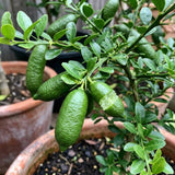 Green Finger Lime Tree, Rare Citrus Tree, 1-2 Ft Tall, 1 Gallon Pot