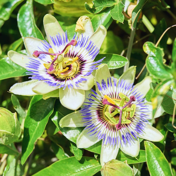 Blue Passion Flower Live Plant, Passiflora Garden Vine, 4-7 Inch Tall