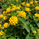 2 Gold Live Lantana Plants, Outdoor Garden Plant, 4-7 Inch Tall