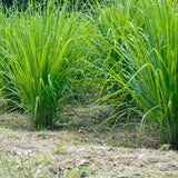 Lemongrass Live Plant, Outdoor Garden Herb Plant, 4-7 Inch Tall, 4 Inch Pot