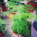 Asparagus Fern Plant Live, Houseplant, 4-6 Inch Tall, 4 Inch Pot
