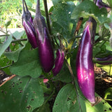 Eggplant Plant Live in 4 Inch Pot