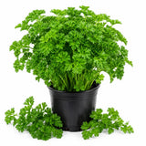 Parsley Live Plants, Parsley Herb Plant, 4-7 Inch Tall, 4 Inch Pot