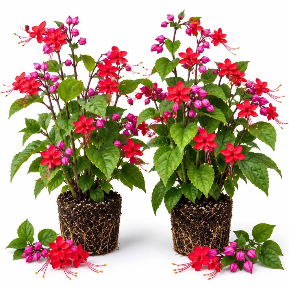 2 Red Purple Bleeding Heart Vine Live Plants, Flower Plant, 5-7 Inch Tall