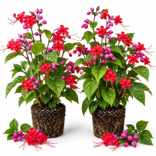 2 Red Purple Bleeding Heart Vine Live Plants, Flower Plant, 5-7 Inch Tall