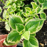 2 Variegated Cuban Oregano Herb Live Plants, Patio Container Herb