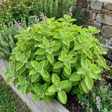 2 Green Cuban Oregano Plants Live, Culinary Herb Plant, 4-6 Inch Tall