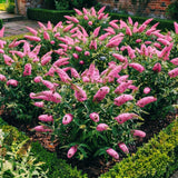2 Pink Butterfly Bushes Live Plants, Fragrant Bloom Bush, 5-7 Inch Tall
