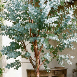Silver Eucalyptus Live Plant, 4-6 Inch Tall, 4 Inch Pot