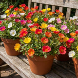 4 Assorted Portulaca Plants Live, Hardy Garden Plant, 4-7 Inch Tall