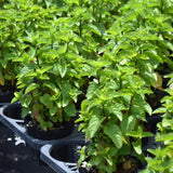 6 Mojito Mint Live Plants, Fragrant Culinary Herb, 3-6 Inch Tall