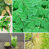 Moringa Tree Live Plant, Fast Growing Herb Tree, 4-7 Inch Tall, 4 Inch Pot
